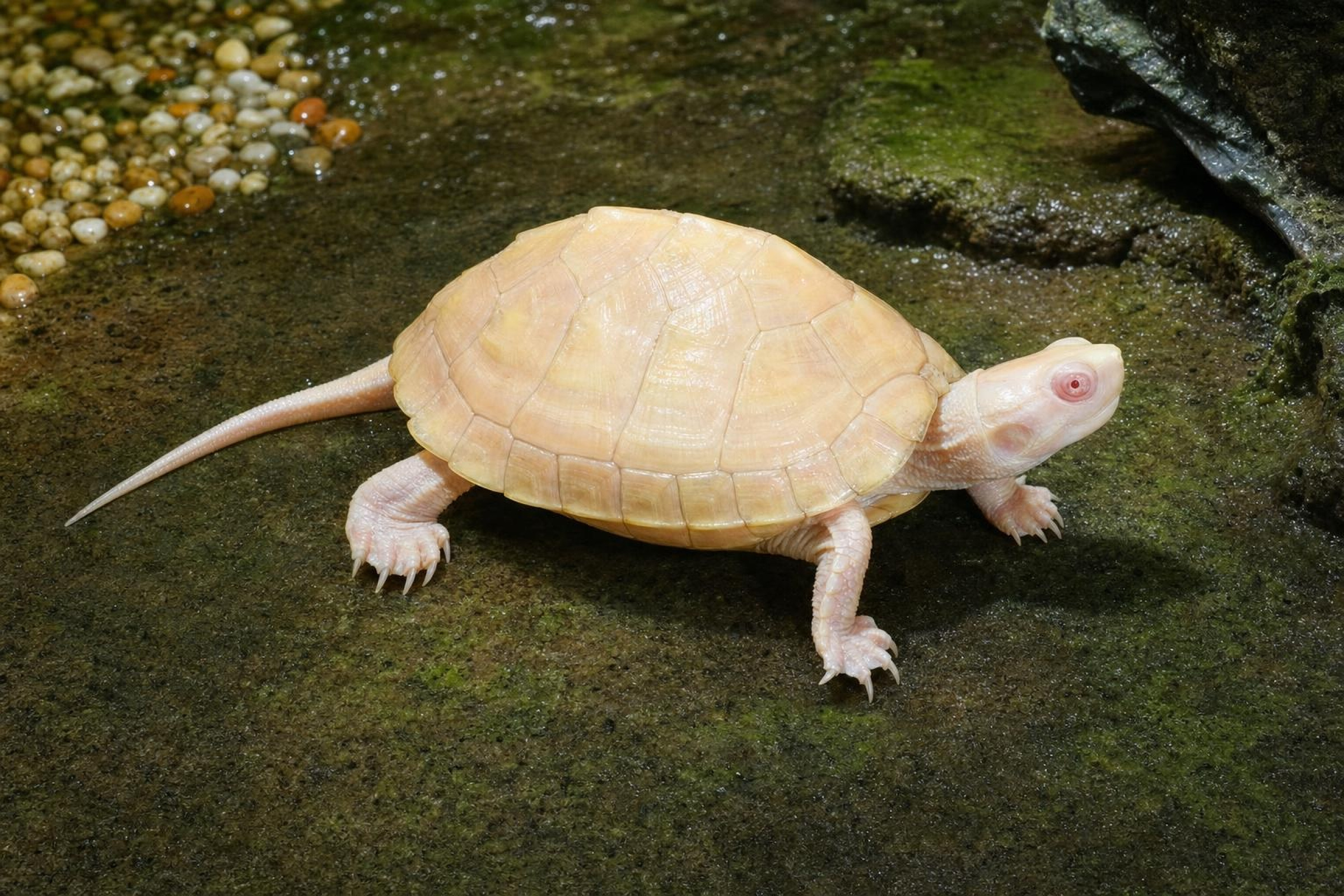 Chinesische Dreikielschildkröte „Albino“, Mauremys reevesii