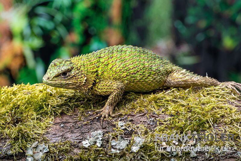 Malachit-Stachelleguan, Sceloporus malachiticus, gemischt