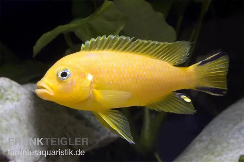 Daktari-Maulbrüter, Pseudotropheus sp. Daktari