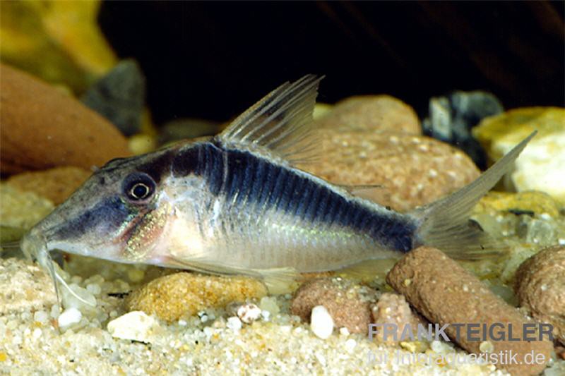 Flügelpanzerwels, Corydoras semiaquilus sp. aff. PERU