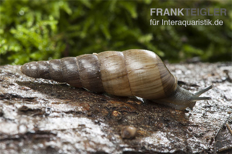 Trompetenschnecke, Subulina sp. Nigeria