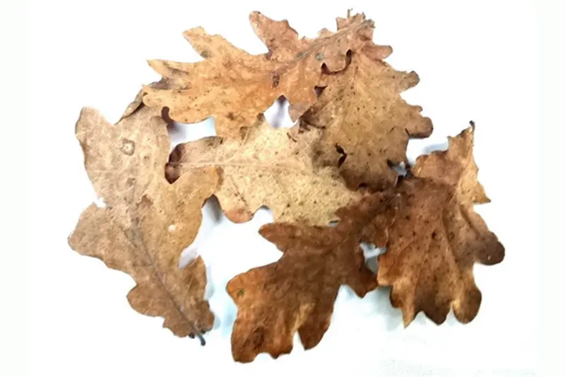 Eichenblätter, Eichenlaub, 30 Stück