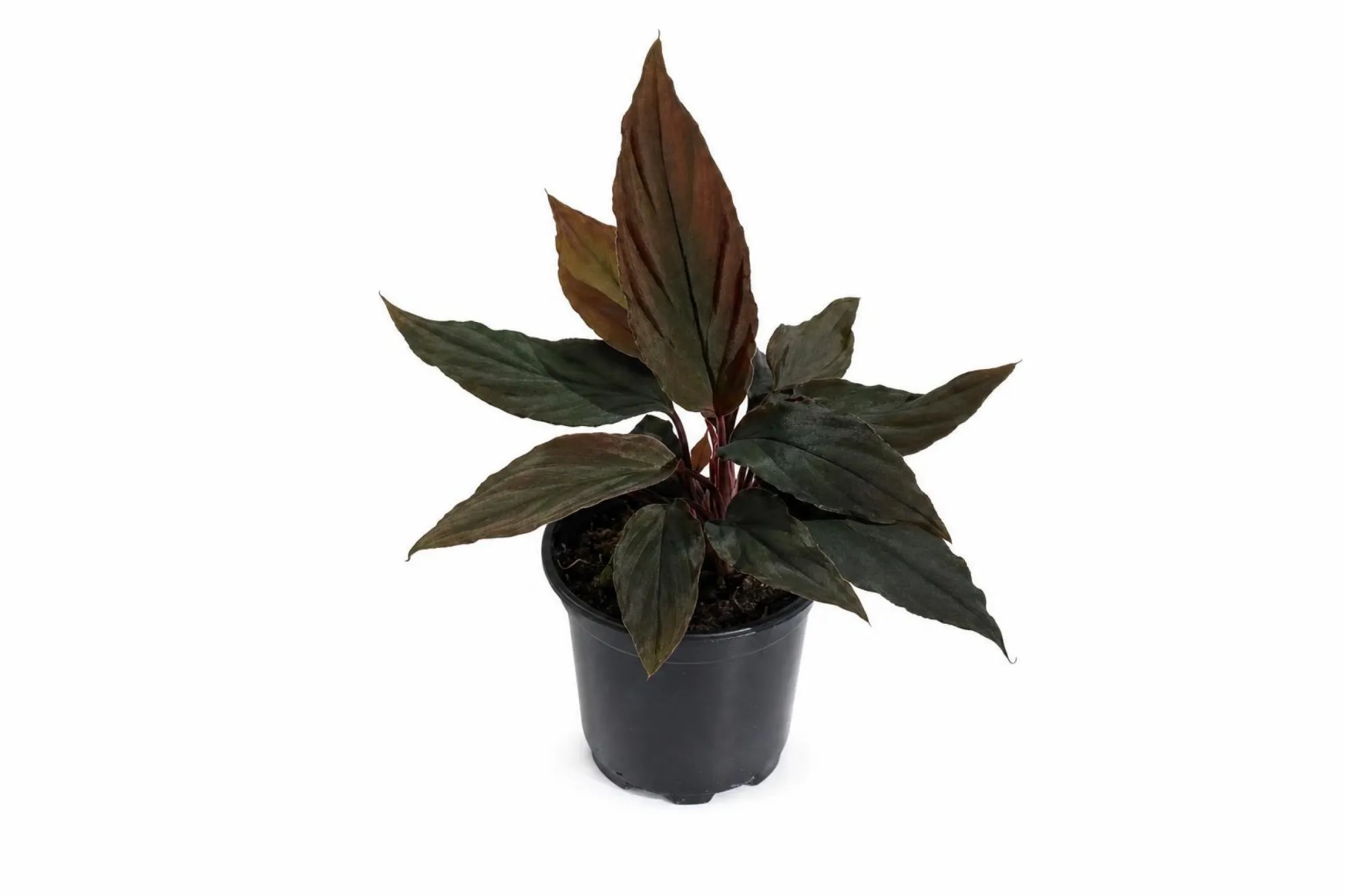 Zwerg-Homalomena, Homalomena humilis, Topfpflanze