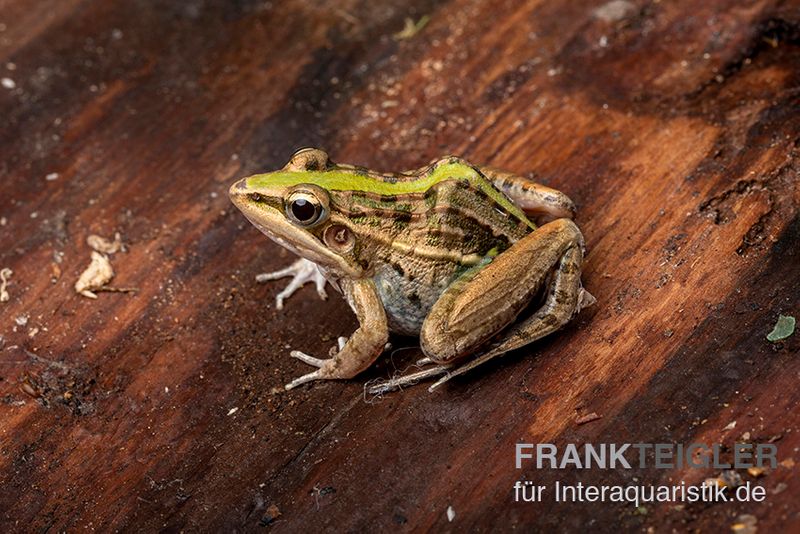 Gestreifter Grasfrosch, Ptychadena porosissima