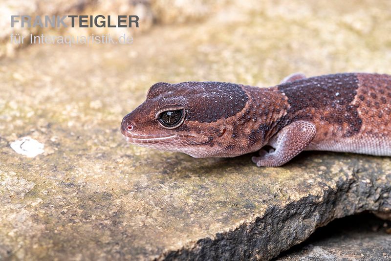 Afrikanischer Fettschwanzgecko, Hemitheconyx caudicinctus, Paarpreis