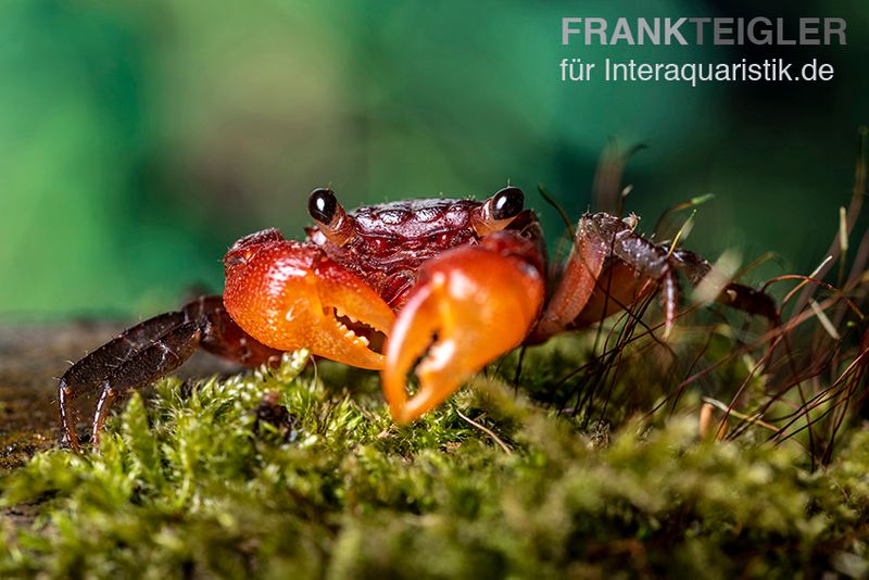 Glühscheren-Vampirkrabbe, Geosesarma penangense, Paar (1 Männchen + 1 Weibchen)