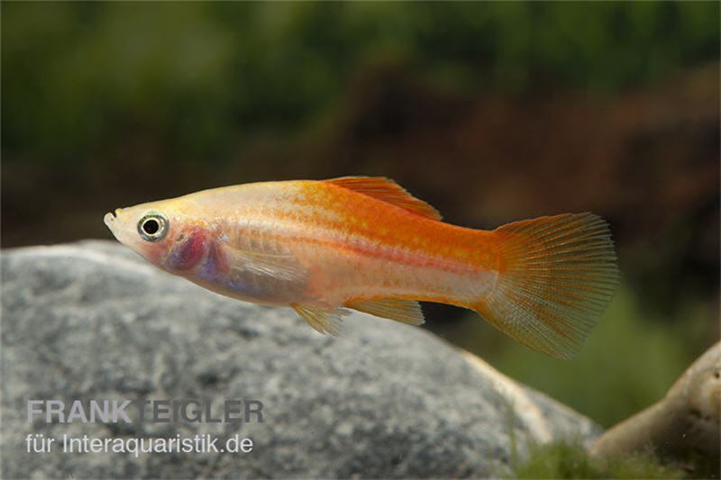 Ananas-Schwertträger, Xiphophorus helleri, Trio (1 Männchen + 2 Weibchen)