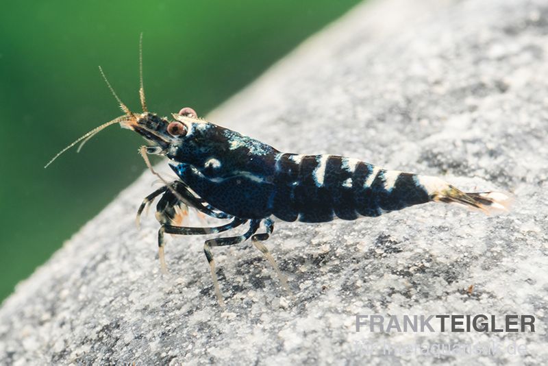 Black Pinto Garnele Mix, Caridina spec. Black Pinto Taiwan