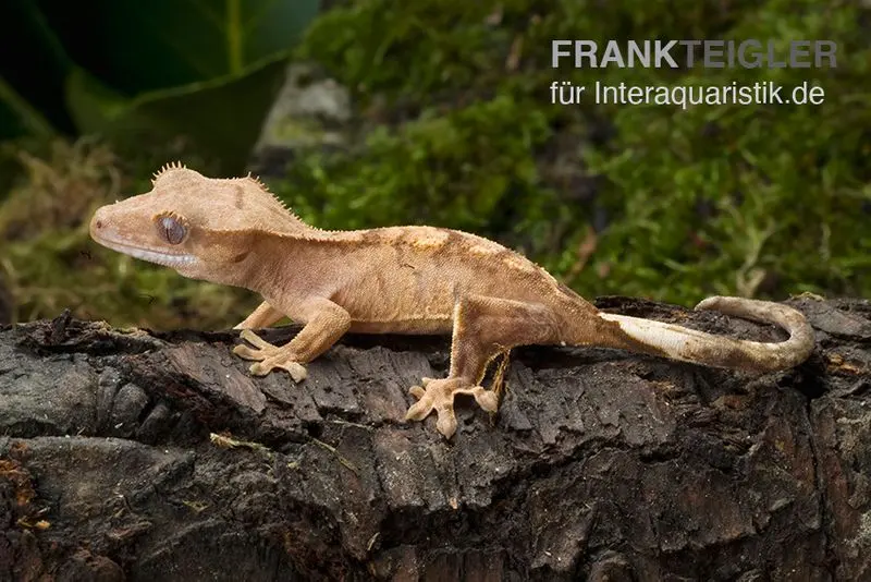 Neukaledonischer Kronengecko, Rhacodactylus ciliatus, Farbmix