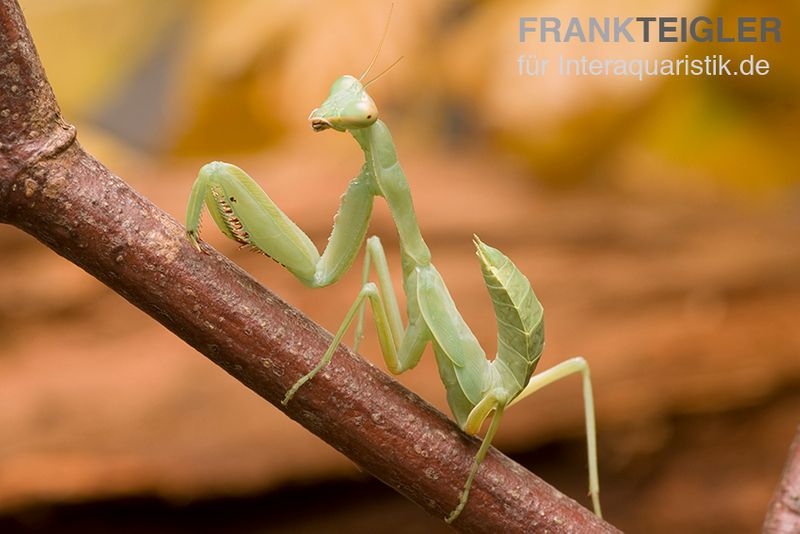 Grüne Fangheuschrecke, Green Mantis, Hierodula patellifera