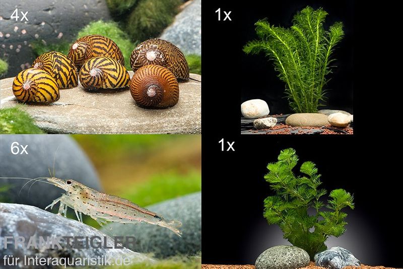 Bundle Algen-SEK: 5 x Rennschnecke + 6 x Amanogarnele Größe M + 2 Pflanzen