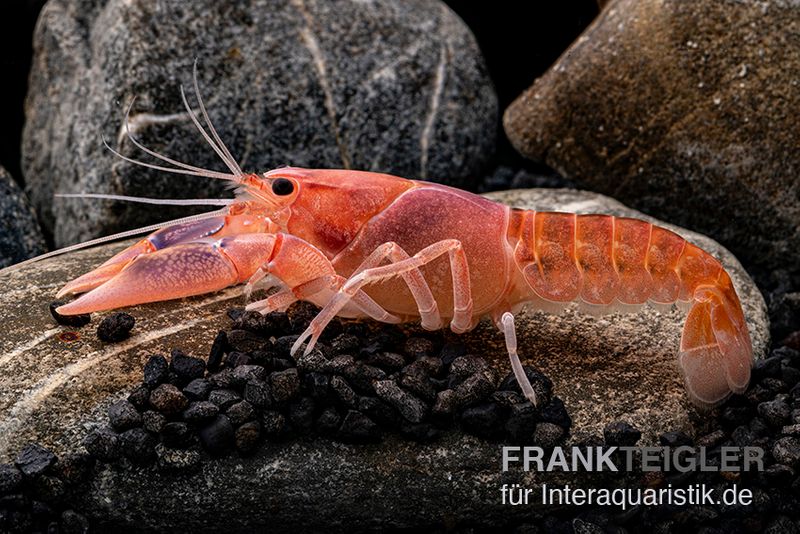 Volcano Yabby , Cherax destructor var. Volcano, Zufällig ausgewählt