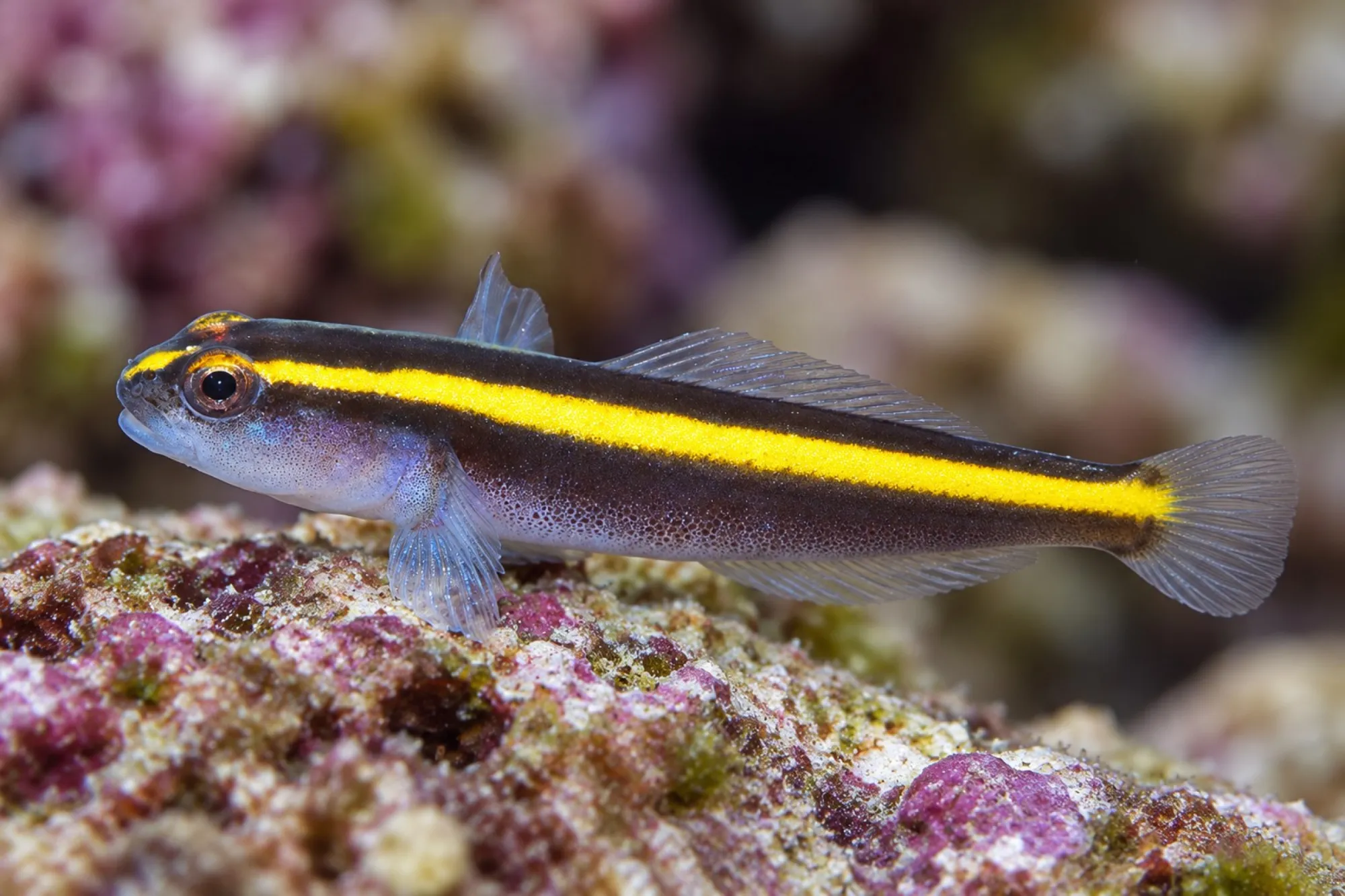 Gelbe Neonputzergrundel Nachzucht, Elacatinus figaro