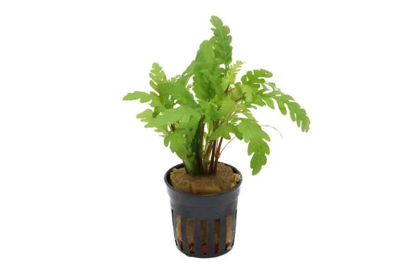 Gefiederter Wasserfreund, Hygrophila pinnatifida, im Topf