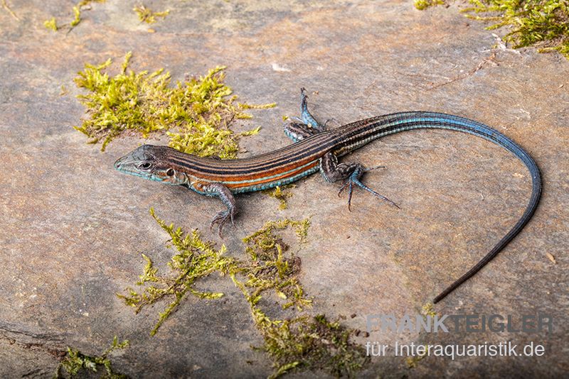 Blackbelly Racerunner, Aspidoscelis deppii