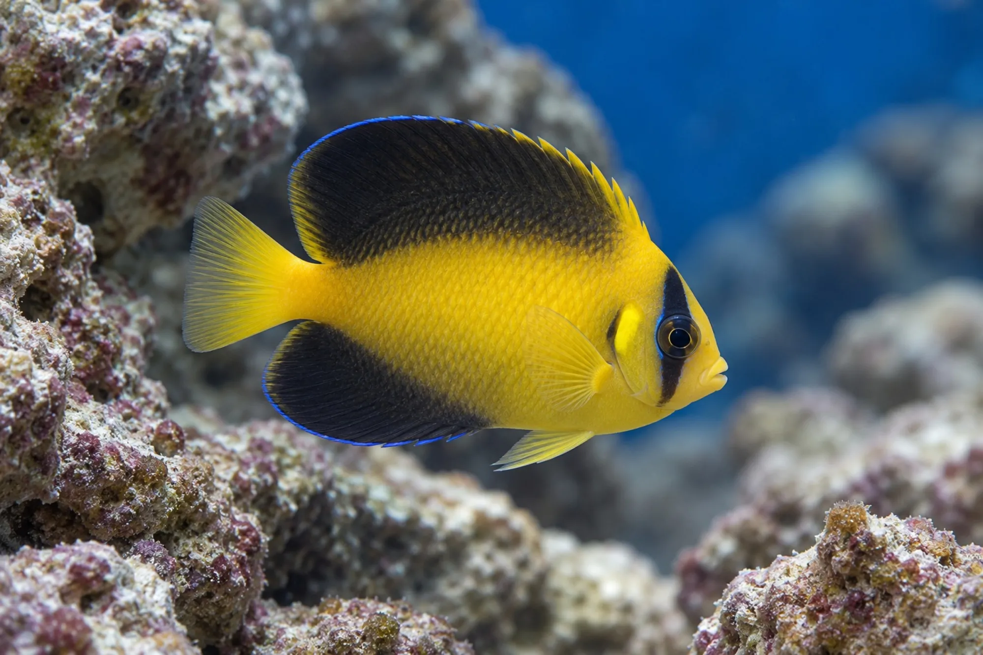 Arabischer Kaiserfisch Nachzucht, Apolemichthys xanthotis