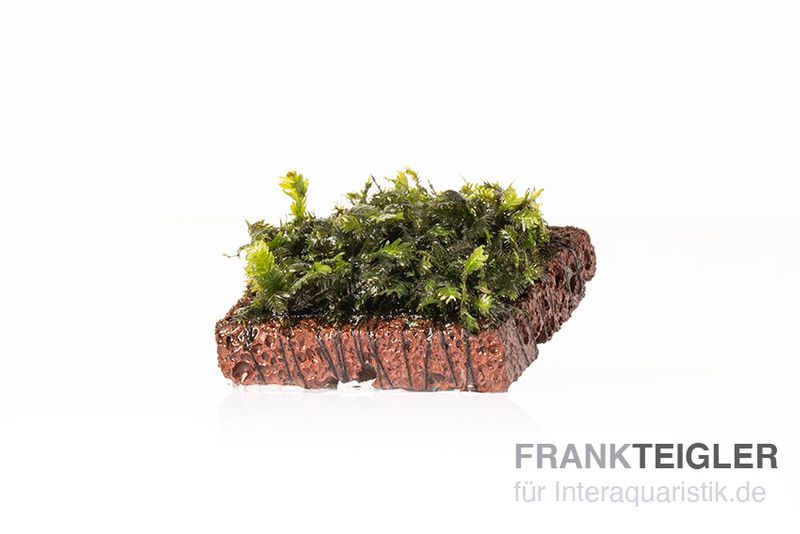 Nobilis-Moos, Fissidens nobilis, auf Lavastein, ca. 4x5 cm