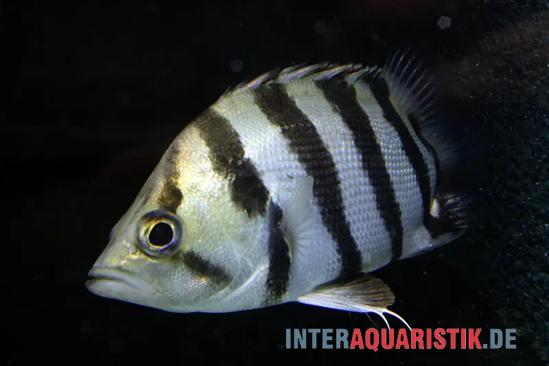 Brackwasser-Tigerbarsch, Datnioides polota, 4-7 cm