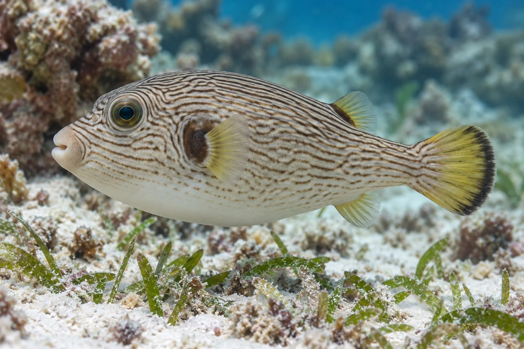 Gestreifter Kugelfisch, Arothron manilensis