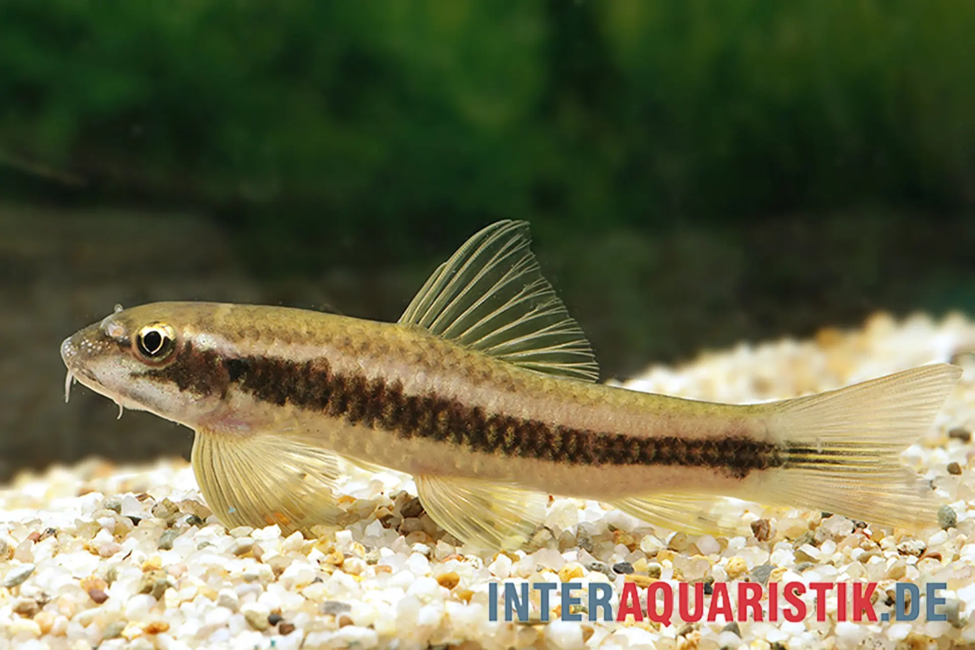 Sri Lanka Algenfresser, Garra ceylonensis