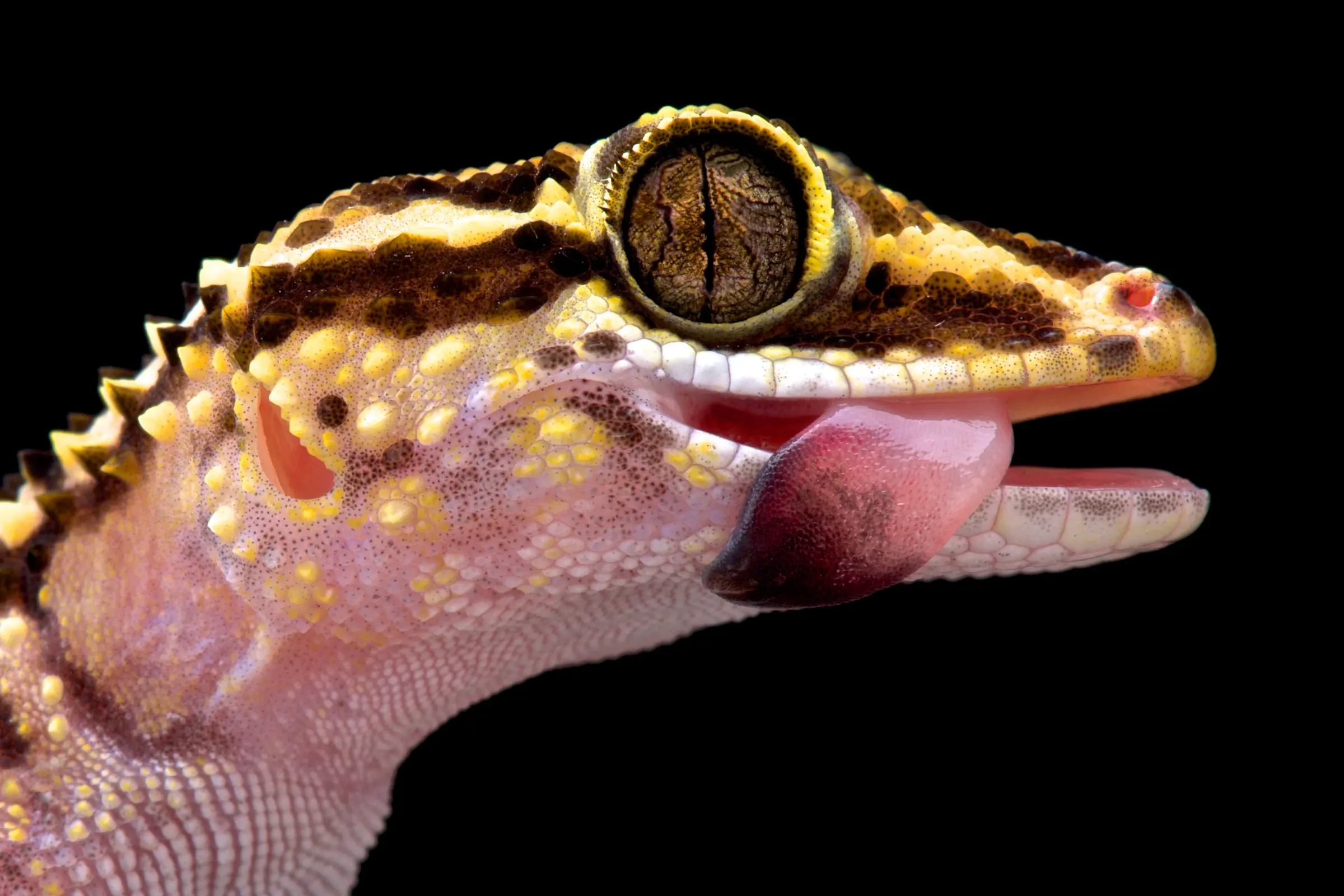 Lohatsara Gecko, Paroedura lohatsara