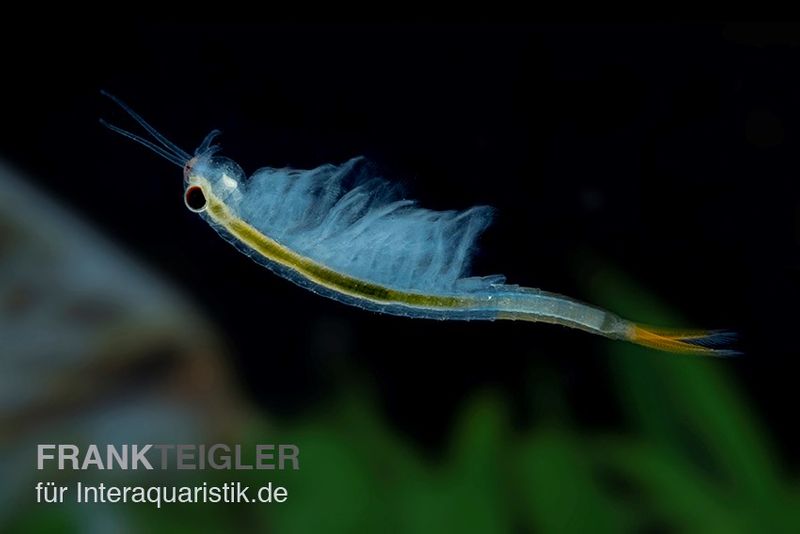 Thailändische Feenkrebse, Branchinella thailandensis sanoamuang, 10.000 Eier