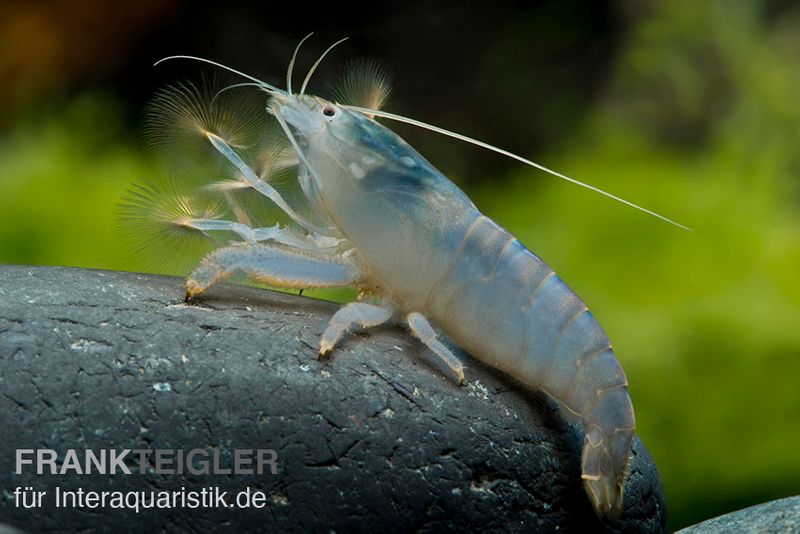 Blaue Monsterfächergarnele, Atya gabonensis, Größe S (3-4 cm)