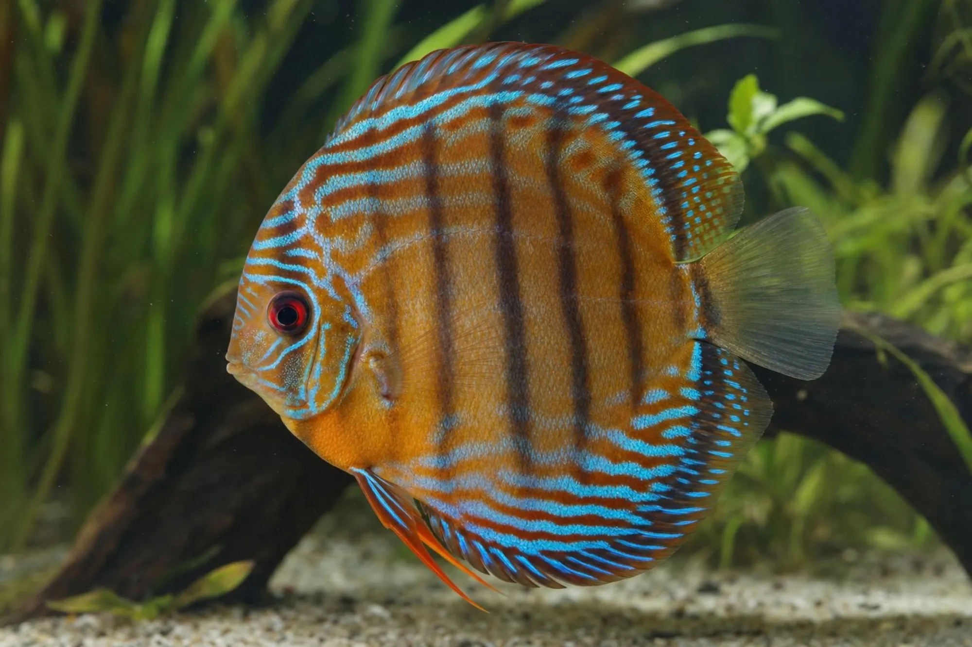 Diskus „Blauer Wildfang“, Symphysodon aequifasciatus