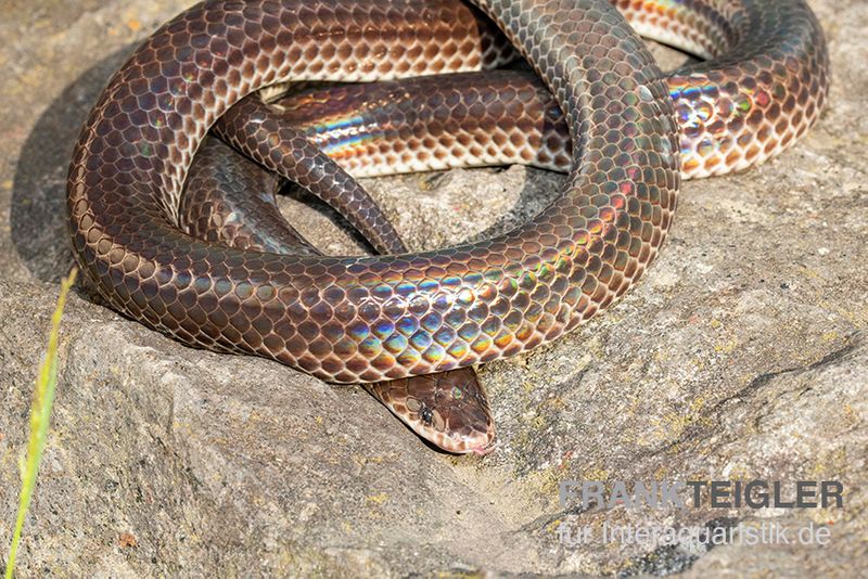 Regenbogenschlange, Xenopeltis unicolor