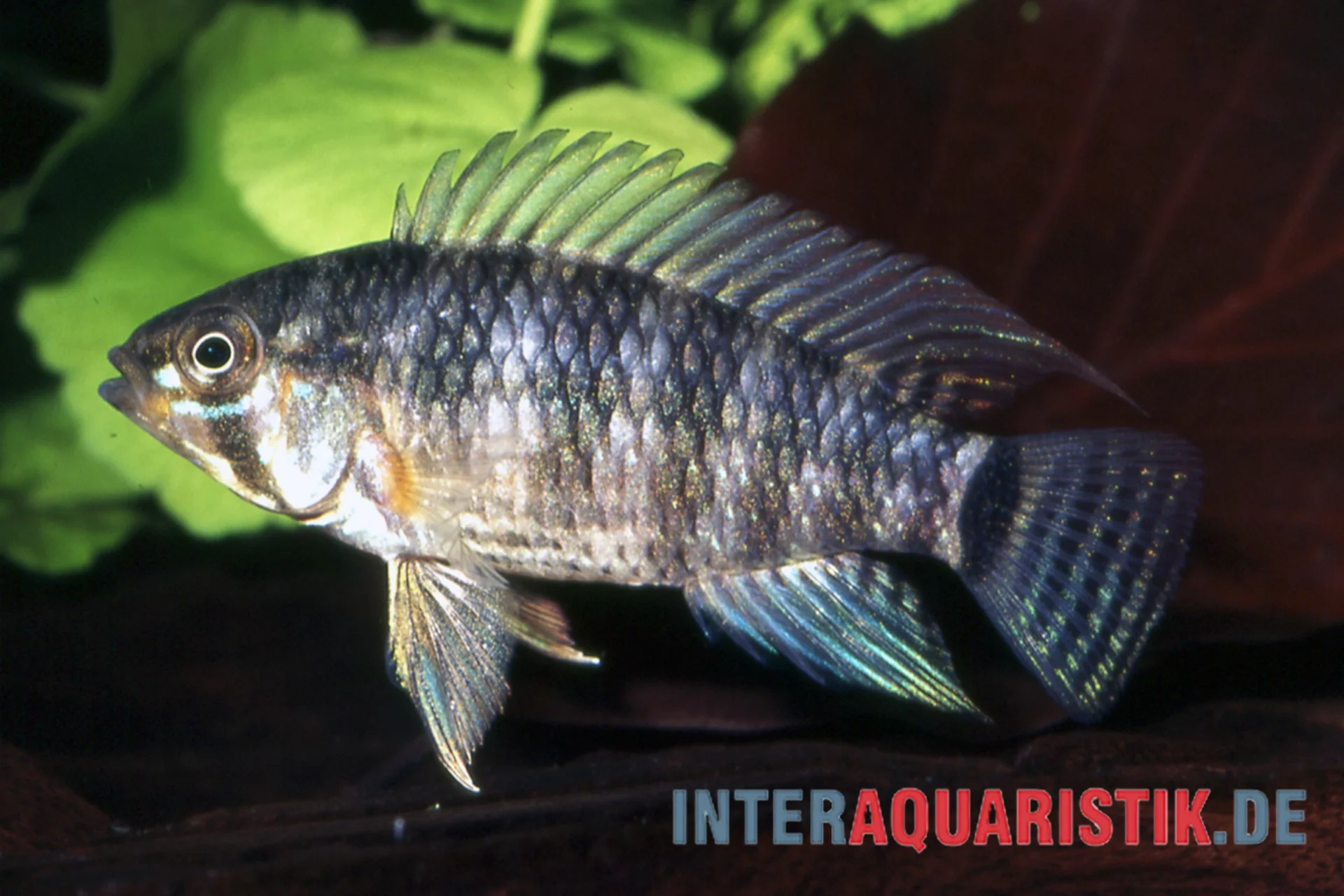 Seitlich fotografierter Buntbarsch mit blauem Schimmer