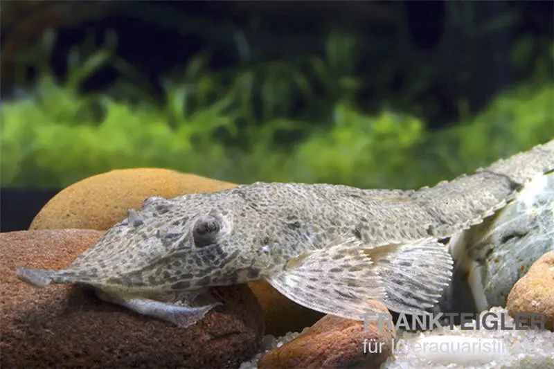 Nasenharnischwels, Hemiodontichthys acipenserinus, 7-10 cm