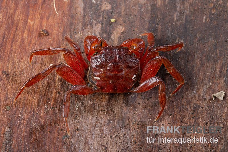 Rubin-Vampirkrabbe, Geosesarma sp. nov. "Red Ruby", Paar (1 Männchen + 1 Weibchen)