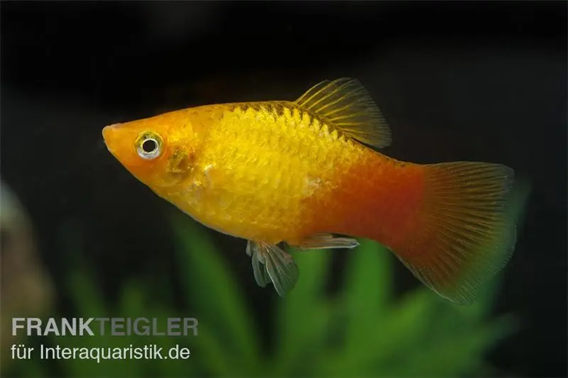 Glühlicht Platy Gold, Xiphophorus maculatus