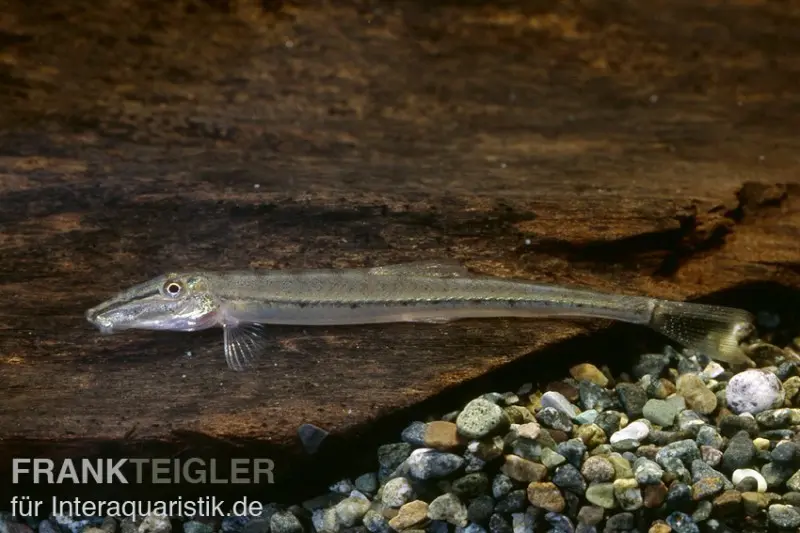 Pferdekopfschmerle, Acanthopsis choirorhynchus / dialuzoma