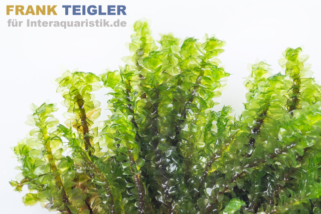 Nahaufnahme: frische grüne Wasserpflanzen im Aquarium