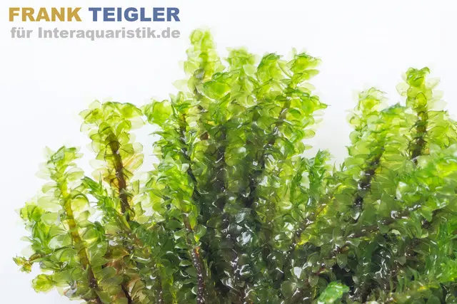 Nahaufnahme: frische grüne Wasserpflanzen im Aquarium