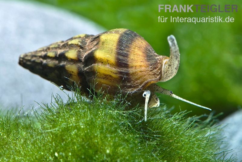 Raubturmdeckelschnecke, Anentome helena