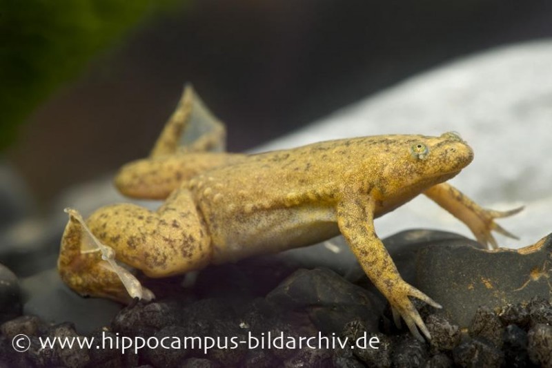 Tropischer Krallenfrosch, Xenopus tropicalis