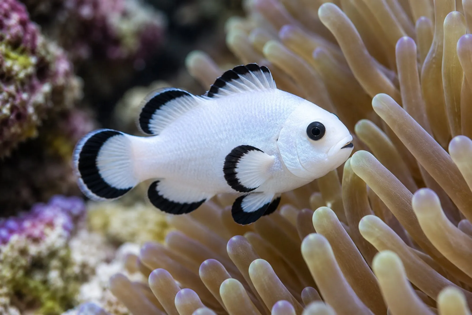 Ocellaris-Clownfisch „Snow Storm“ Nachzucht, Amphiprion ocellaris
