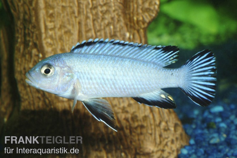 Eisblauer Maulbrüter, Pseudotropheus socolofi, DNZ