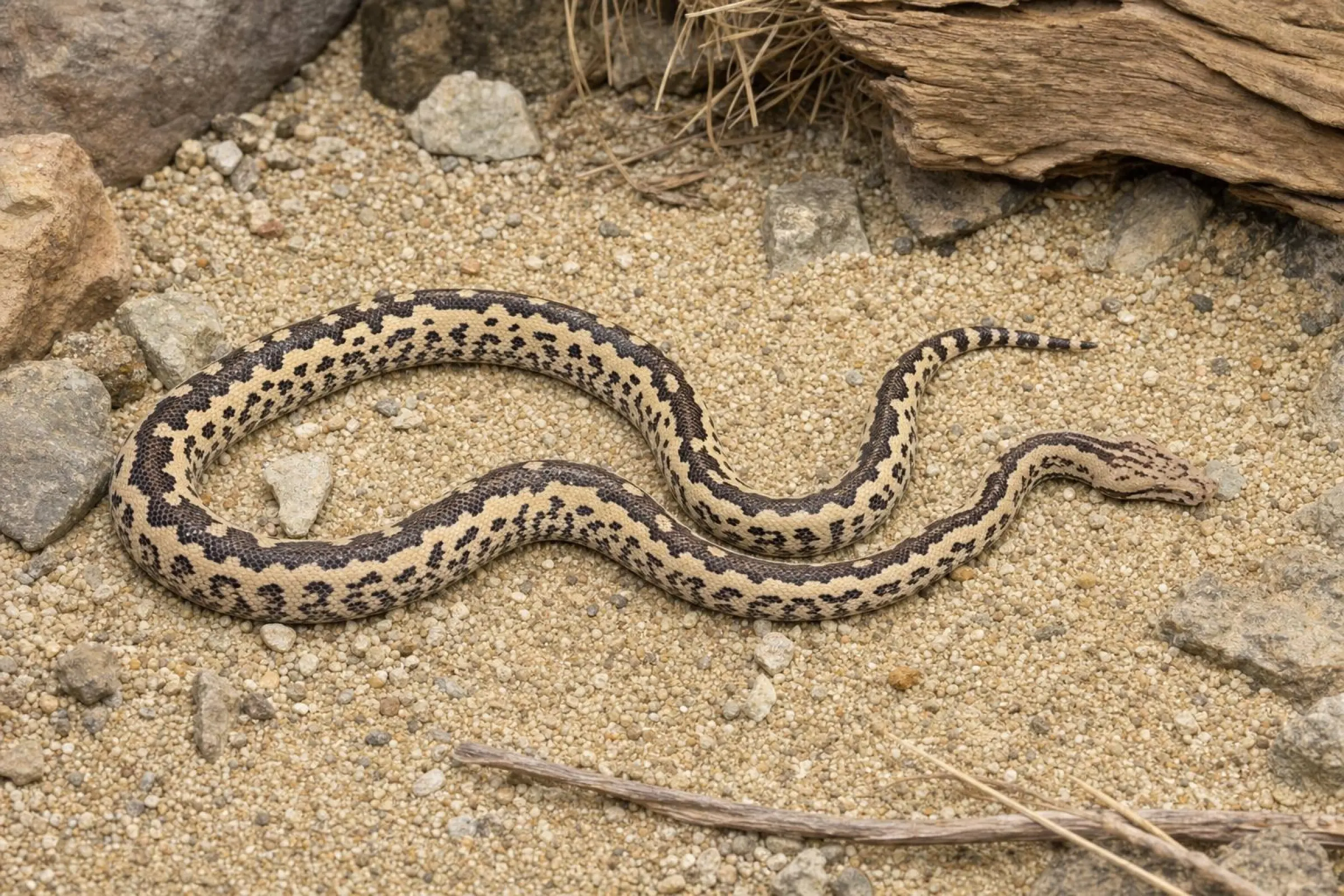 Pazifikboa, Candoia paulsoni