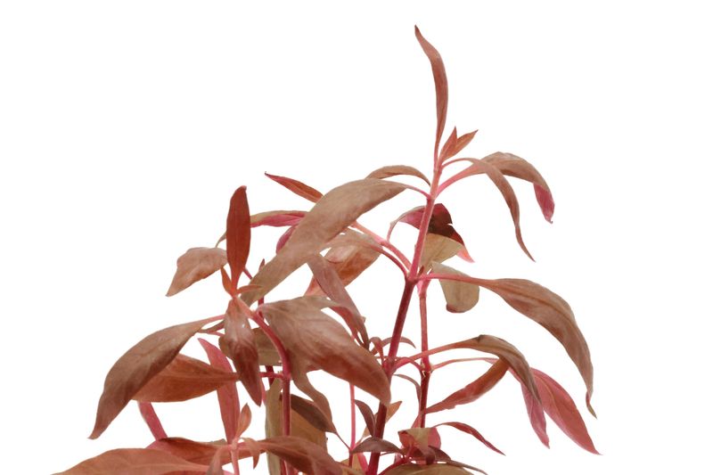 Rotes Papageienblatt, Alternanthera reineckii "Rosa", im Topf