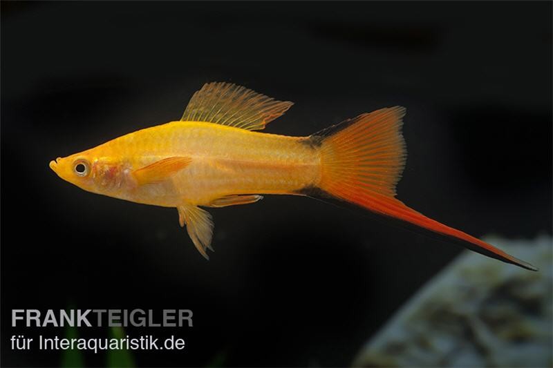 Schwertträger Komet Orange, Xiphophorus helleri, Zufällig ausgewählt