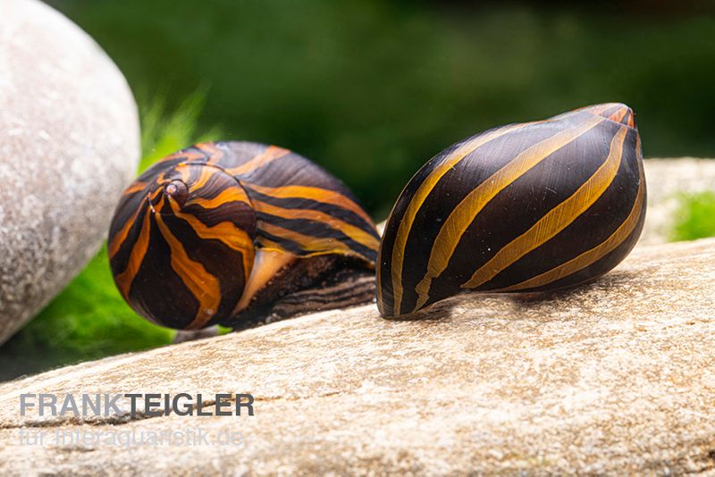 Zebra-Rennschnecke "Big Line", Neritina turrita