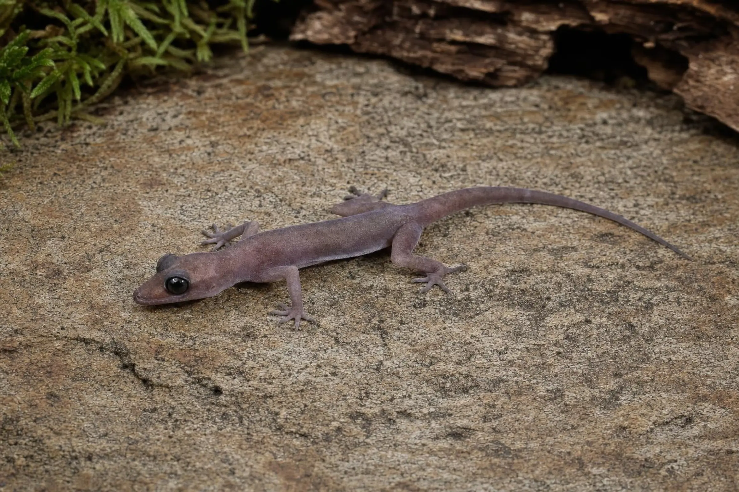 Schwarzaugen-Bogenfingergecko, Cyrtodactylus nigriocularis