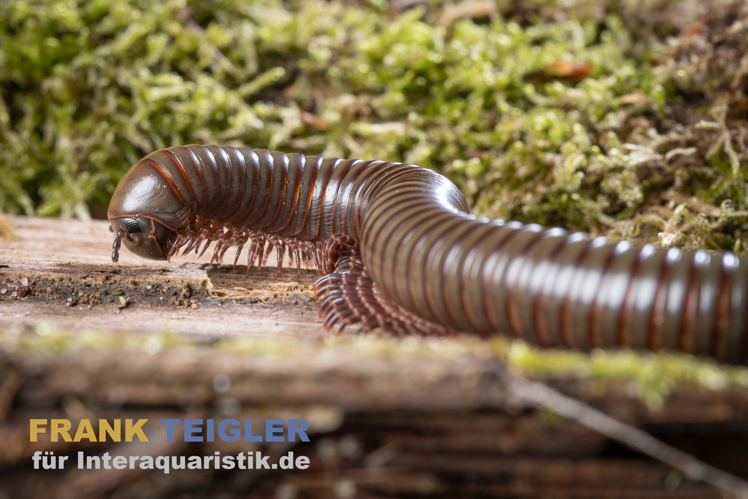 Grüner Tausendfüßer, Telodeinopus aoutii 