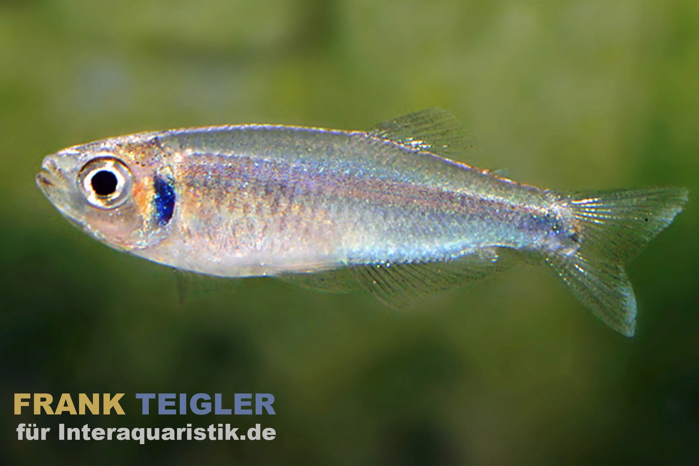 Kolibrisalmler, Tyttocharax cochui (Minifisch)