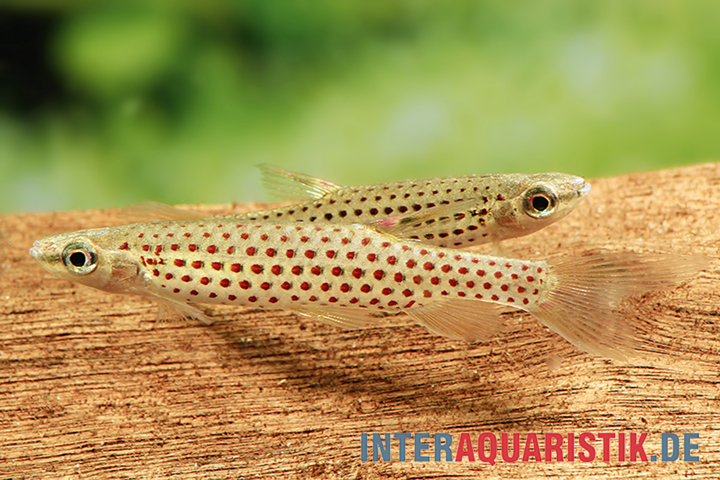 Rotpunkt-Spritzsalmler, Copella meinkeni