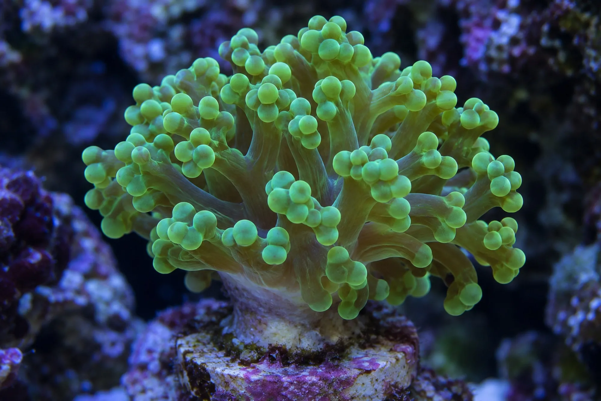 Froschlaichkoralle „Grün“ (Nachzucht), Fimbriaphyllia divisa, 1 Polyp
