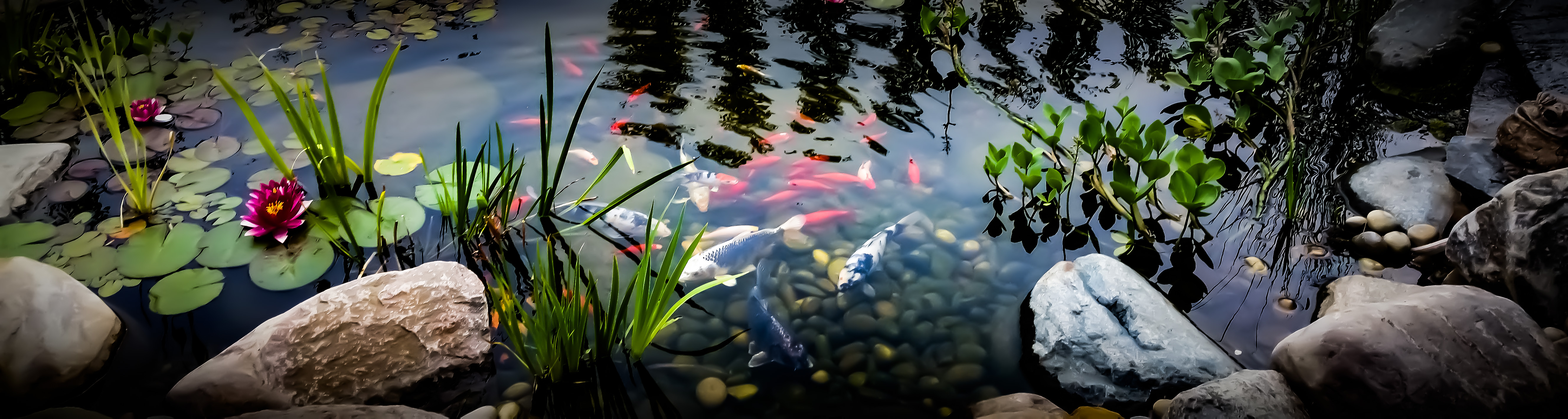 Harmonischer Gartenteich mit Goldfischen und prächtigen Koi-Karpfen